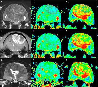 Comparison of Canine and Feline Meningiomas Using the Apparent Diffusion Coefficient and Fractional Anisotropy